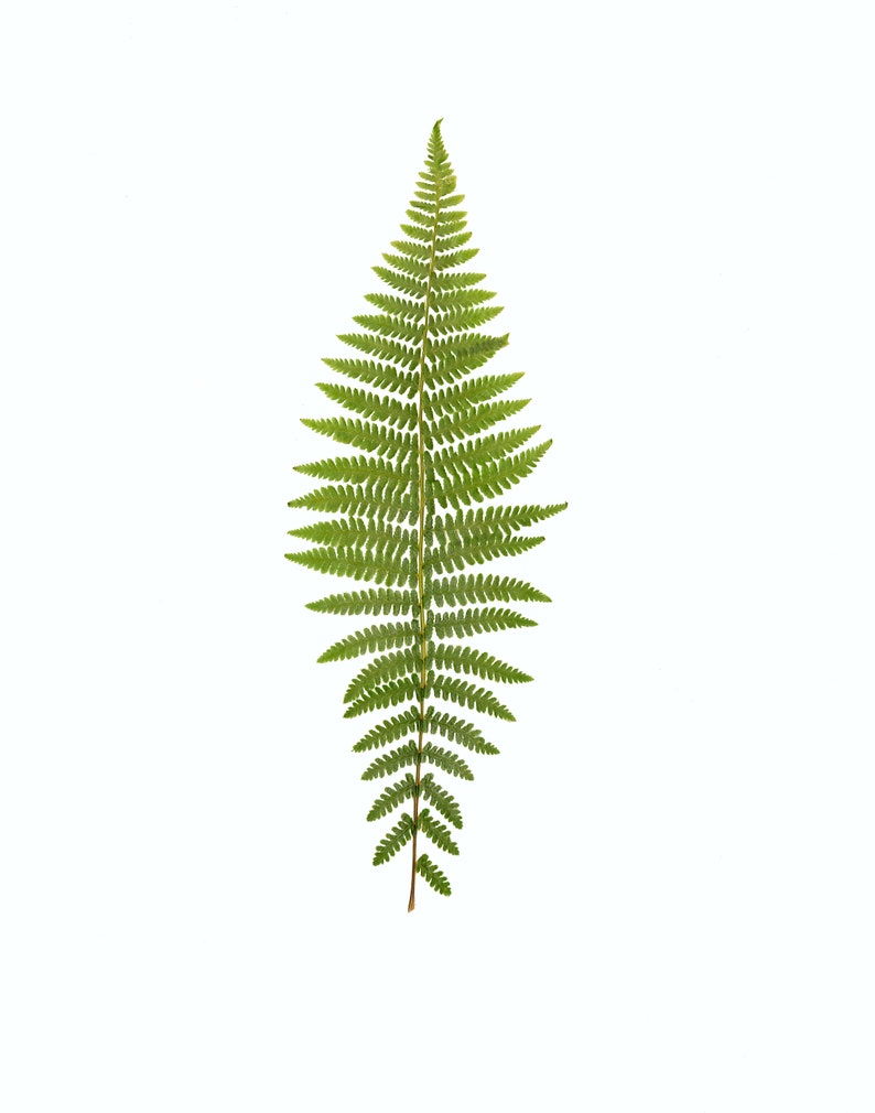 Ferns of California Gift Card Set Pressed Fern Greeting Cards Blank Inside California Nature Card Gift Set of Notecards CA Gift image 4