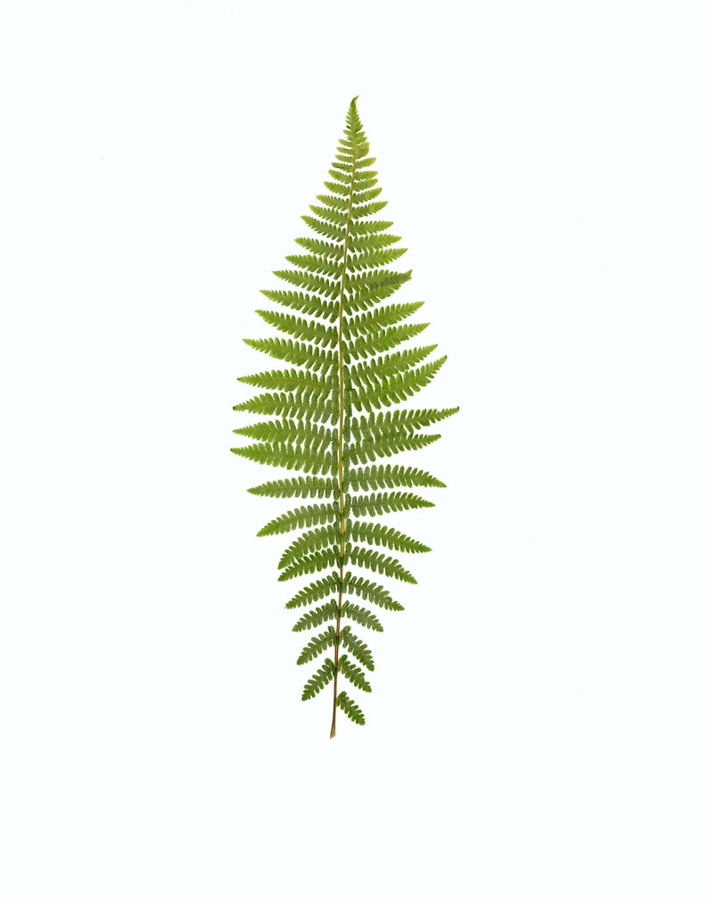 California Ferns Gift Card Set Fern Greeting Cards California Nature Card Gift Set of Notecards California Gift image 4