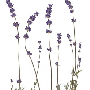 Arte de pared con estampado de lavanda Impresión botánica de flores prensadas Decoración de lavanda Regalo de lavanda imagen 2