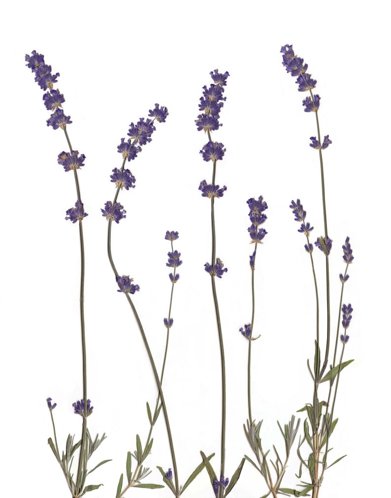 Pressed Lavender Botanical Print Lavender Decor Lavender | Etsy
