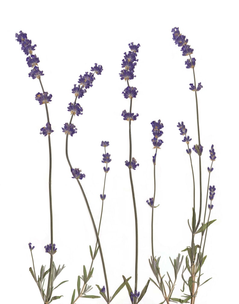 Arte de pared con estampado de lavanda Impresión botánica de flores prensadas Decoración de lavanda Regalo de lavanda imagen 2