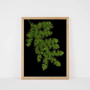 Larch Tree Branch Print with Black Background Tree Art Print Pine Tree Art Nature Decor Holiday Wall Art image 2