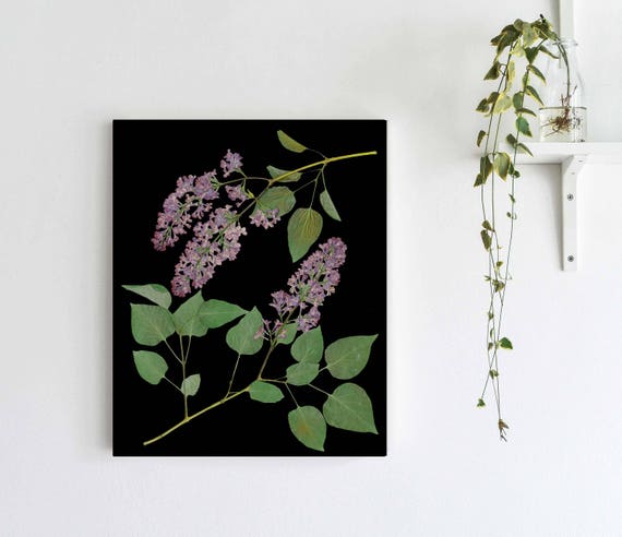 Lilac Botanical Print: Pressed Flower Art on Black