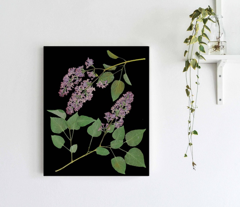 May include: A black and white botanical print featuring lilac flowers and leaves. The flowers are a light purple color and the leaves are a dark green. The print is on a black background.