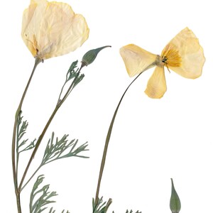 Pressed California Poppy Print California State Flower Botanical Art West Coast Decor 5X7, 8X10, 11X14, 16X20 Unframed Botanical Print image 5