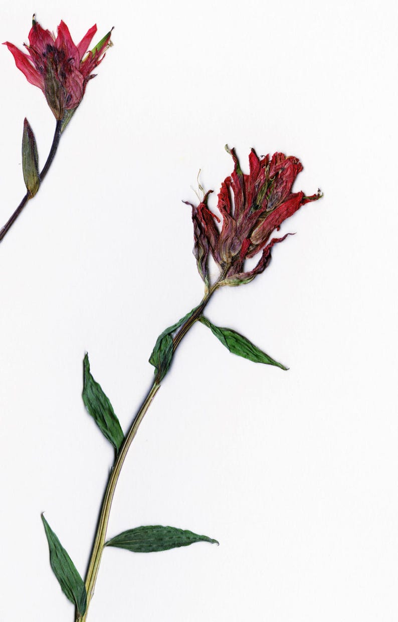 Red Indian Paintbrush Pressed Flowers Botanical Print Herbarium Plant Art of Castilleja miniata Botany Decor image 5