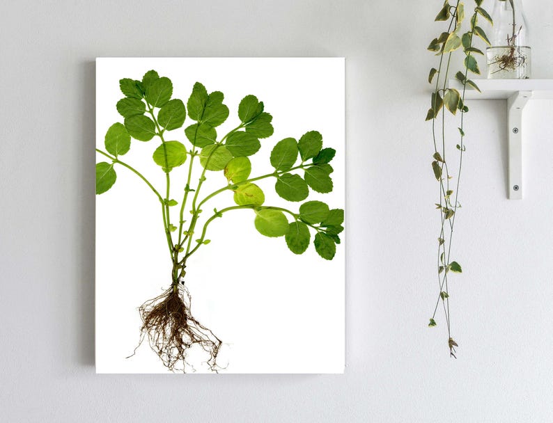 Pressed Herb Botanical Print Mint Plant with Leaves and Roots Kitchen Art Herbs Green Decor Pressed Plant Art Unframed image 1