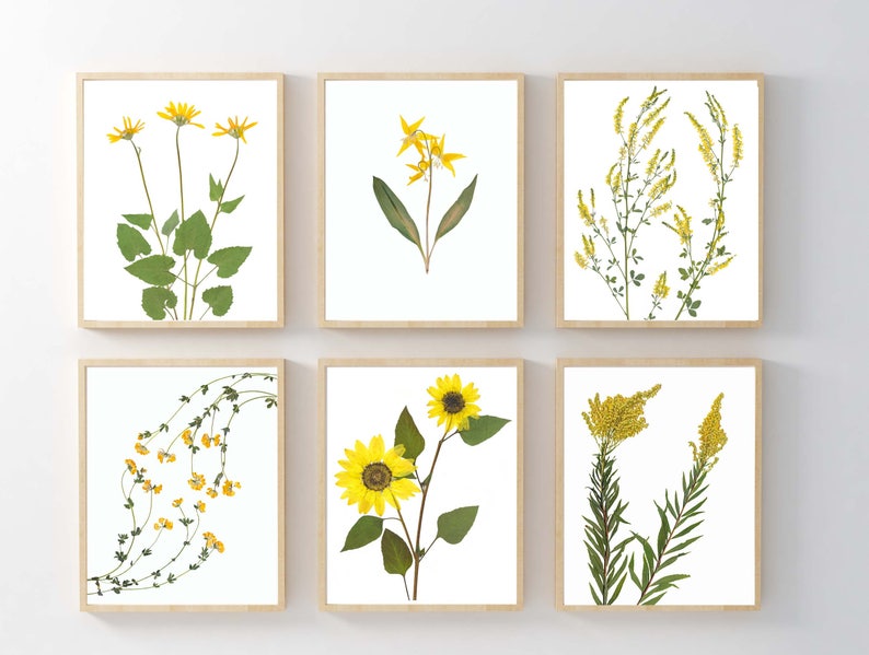 May include: Set of six framed botanical prints featuring pressed yellow flowers and greenery. The prints are arranged in a grid pattern on a white wall.