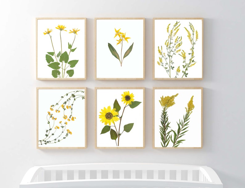 May include: Six framed prints of pressed yellow flowers, including sunflowers, clover, and other wildflowers. The prints are arranged in a grid pattern on a white wall.