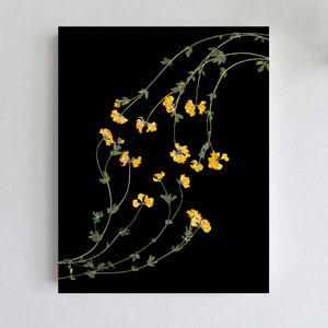 Peut inclure: Un fond noir avec une seule tige de fleurs jaunes avec des feuilles vertes. La tige est incurv&eacute;e et les fleurs sont orient&eacute;es dans diff&eacute;rentes directions.