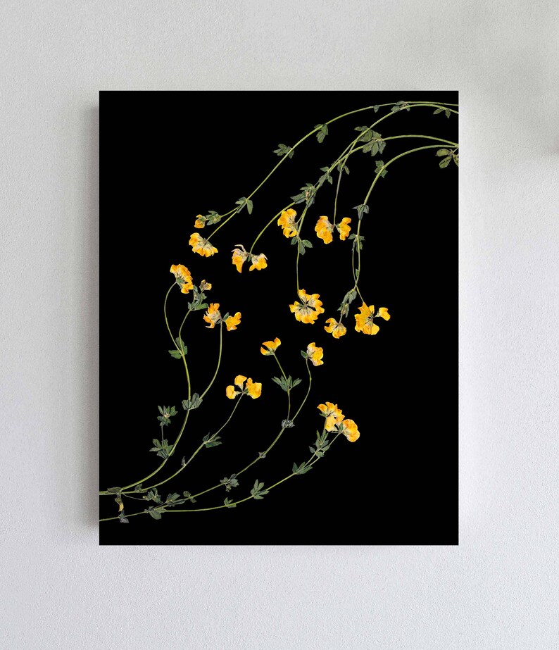 Peut inclure: Un fond noir avec une seule tige de fleurs jaunes avec des feuilles vertes. La tige est incurv&eacute;e et les fleurs sont orient&eacute;es dans diff&eacute;rentes directions.