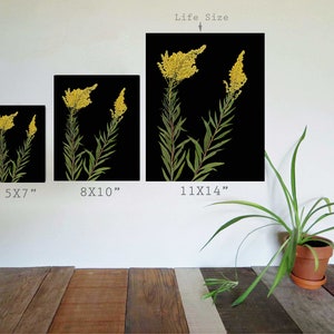 Pressed Goldenrod Botanical Print with Black Background Dark Floral Print Black Florals 5X7, 8X10 or 11X14 Sizes Unframed Art Print image 3