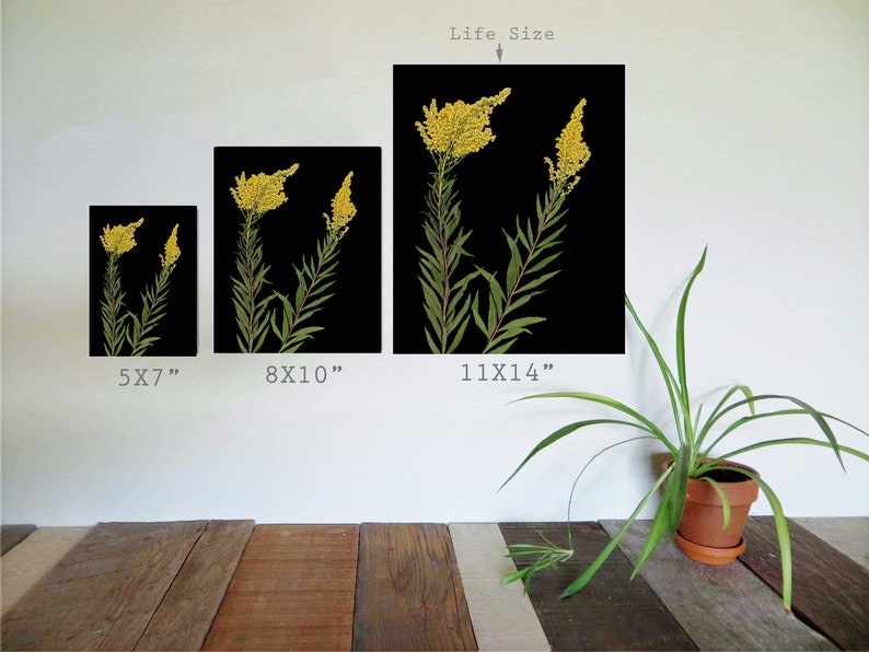 Impresión botánica de vara de oro prensada con fondo negro Estampado floral oscuro Flores negras Tamaños 5X7, 8X10 o 11X14 Impresión de arte sin marco imagen 3