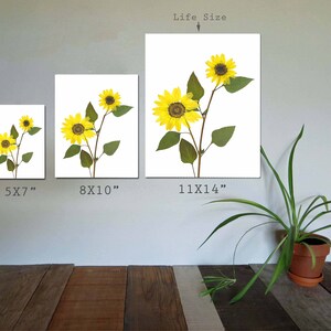 Puede incluir: Tres impresiones de girasoles prensados ​​de diferentes tama&ntilde;os sobre fondos blancos. Las impresiones miden 5x7 pulgadas, 8x10 pulgadas y 11x14 pulgadas.