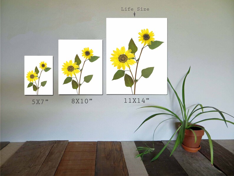 Puede incluir: Tres impresiones de girasoles prensados ​​de diferentes tama&ntilde;os sobre fondos blancos. Las impresiones miden 5x7 pulgadas, 8x10 pulgadas y 11x14 pulgadas.