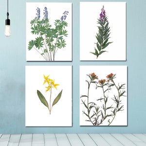 Set of 4 Mountain Wildflower Prints Pressed Flowers of Montana Botanical Prints Four Print Set Nature Wall Art image 2