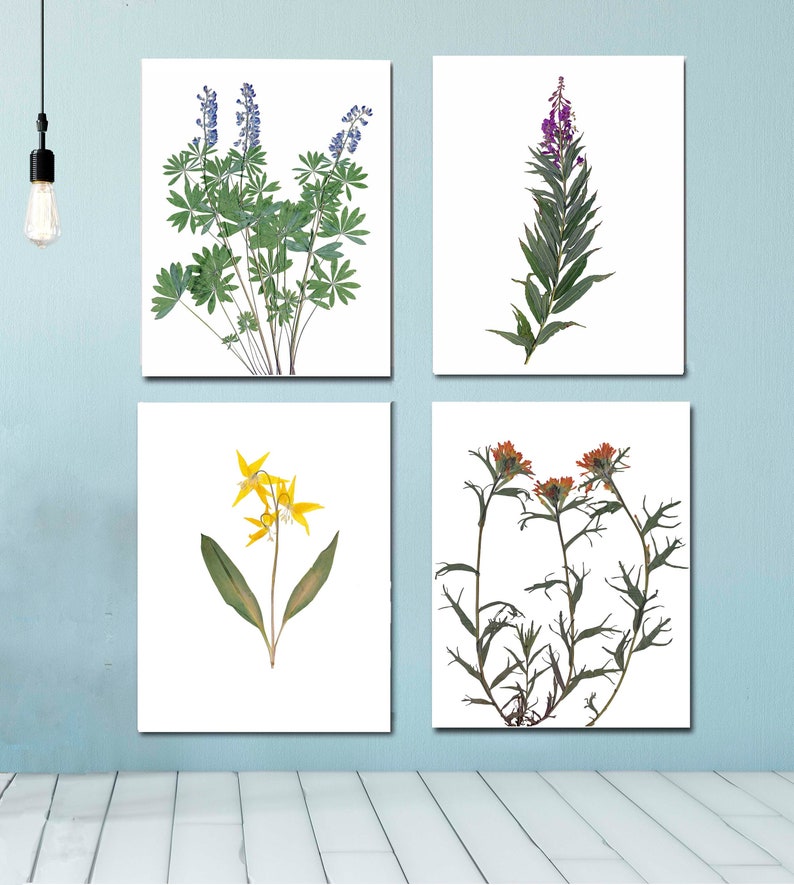 Set of 4 Mountain Wildflower Prints Pressed Flowers of Montana Botanical Prints Four Print Set Nature Wall Art image 2