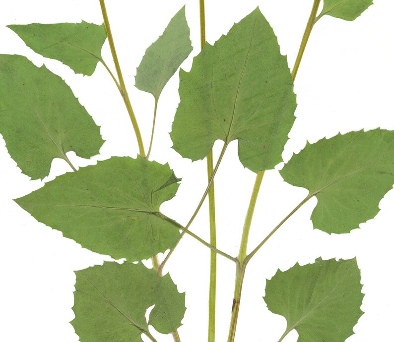 Puede incluir: Primer plano de una planta seca con varias hojas verdes y tallos delgados.