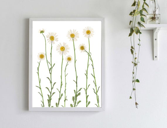 Pressed Daisy Print Dried Flower Art White Daisies Daisy Etsy