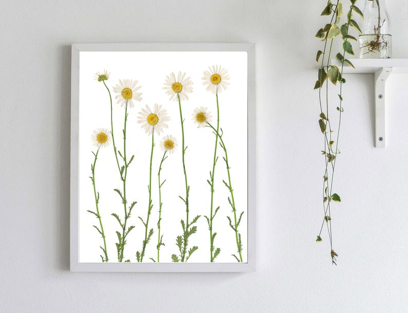 Pressed Daisy Botanical Print Dried Flower Art White Daisies Daisy Wall Art Unframed Giclee Print Summer Wall Art image 1