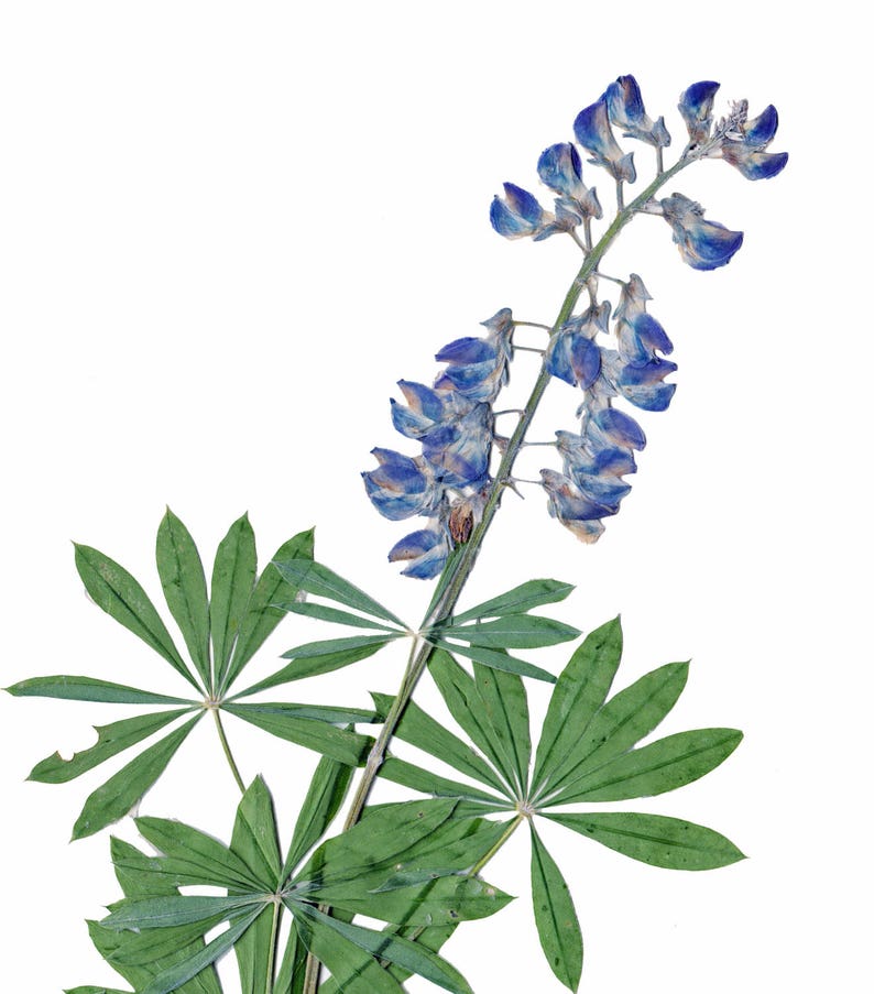 bluebonnet lupine pressed flowers botanical print blue etsy