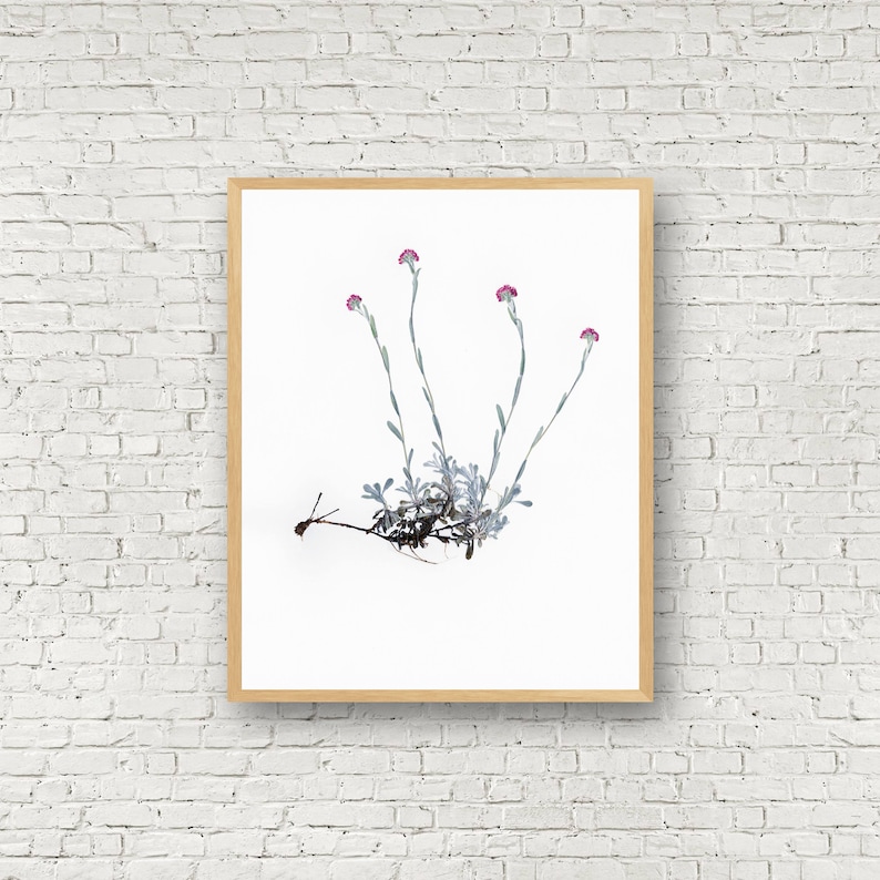 Pressed Flower Wall Art Rosy Pussytoes Herbarium Print Pink Wildflowers Art Botanical Print of Antennaria rosea image 2