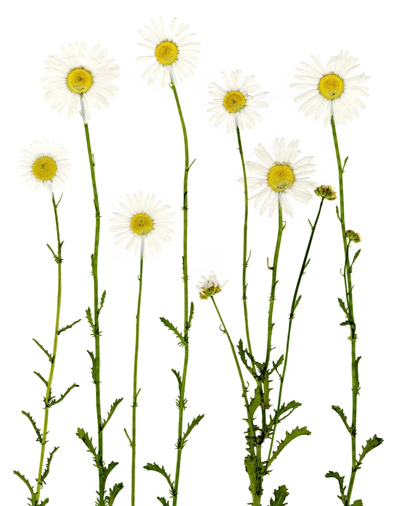 Set of 3-5X7 8X10 11X14 Daisies Botanical Prints Pressed Flower Art Daisy Print Set