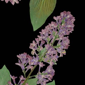 May include: A close-up of a lilac flower branch with purple blossoms and green leaves against a black background.