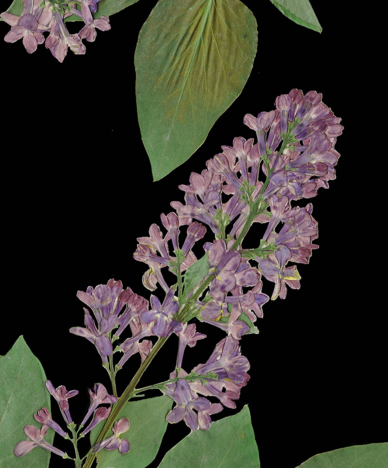 May include: A close-up of a lilac flower branch with purple blossoms and green leaves against a black background.