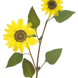 Puede incluir: Dos girasoles amarillos con centros marrones en un tallo con hojas verdes sobre un fondo blanco.