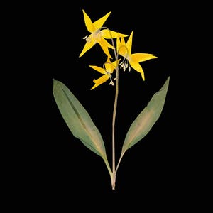 Glacier Lily Botanical Print with Black Background Yellow Lily on Black Pressed Flower Art image 5