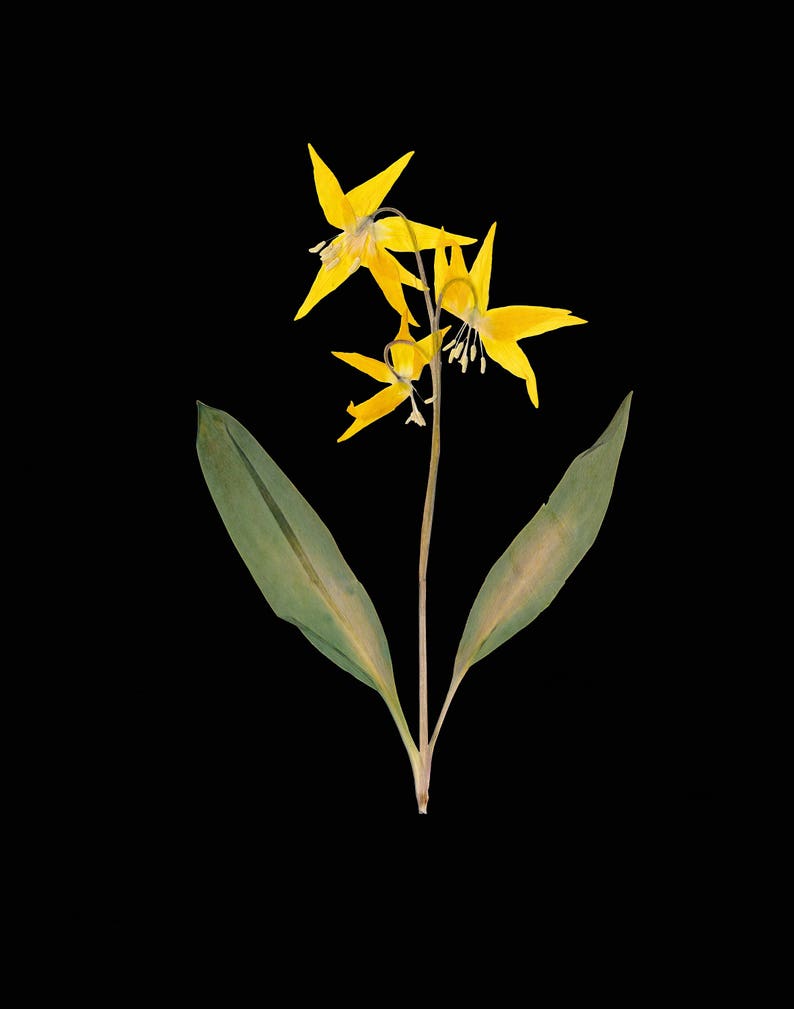 Glacier Lily Botanical Print with Black Background Yellow Lily on Black Pressed Flower Art image 5