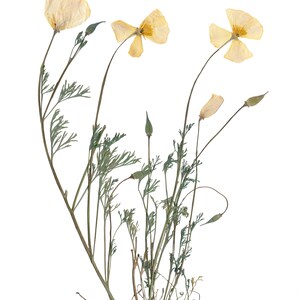 Pressed California Poppy Print California State Flower Botanical Art West Coast Decor 5X7, 8X10, 11X14, 16X20 Unframed Botanical Print image 3