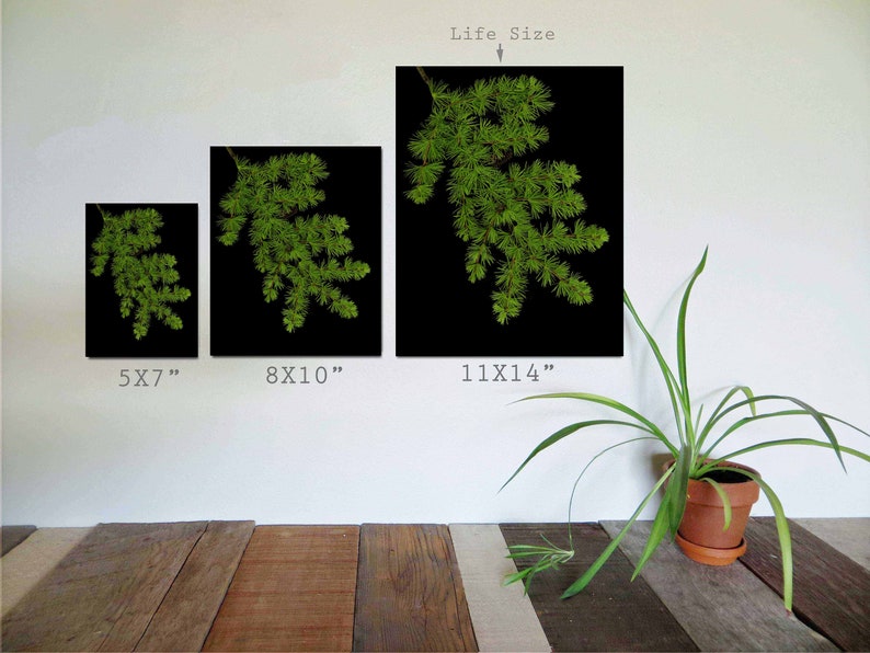Larch Tree Branch Print with Black Background Tree Art Print Pine Tree Art Nature Decor Holiday Wall Art image 4