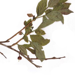 May include: Dried botanical specimen featuring a branch with multiple leaves and small buds. The leaves are a muted green color, with some showing signs of drying. The branch is a light brown color, and the background is plain white.