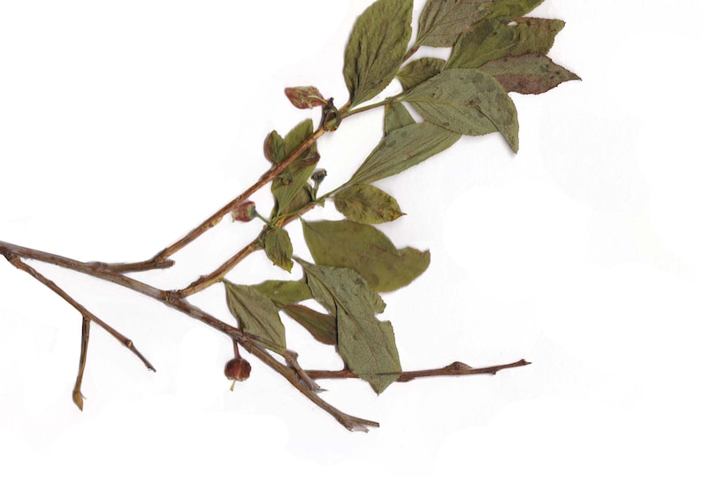 May include: Dried botanical specimen featuring a branch with multiple leaves and small buds. The leaves are a muted green color, with some showing signs of drying. The branch is a light brown color, and the background is plain white.