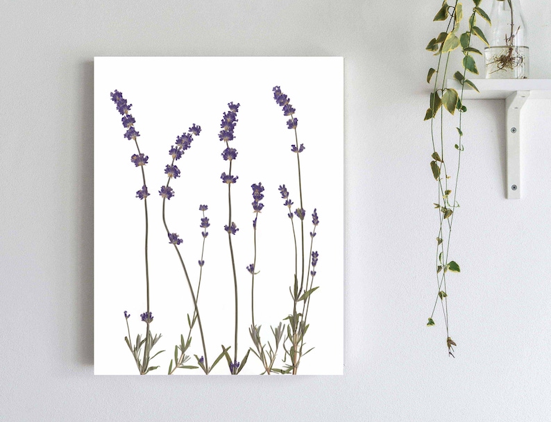 Arte de pared con estampado de lavanda Impresión botánica de flores prensadas Decoración de lavanda Regalo de lavanda imagen 1