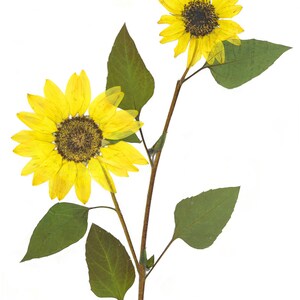 May include: Two yellow sunflowers with brown centers on a stem with green leaves against a white background.