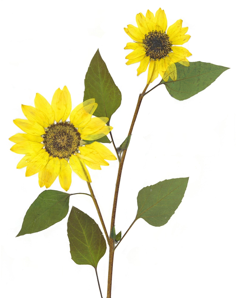 May include: Two yellow sunflowers with brown centers on a stem with green leaves against a white background.