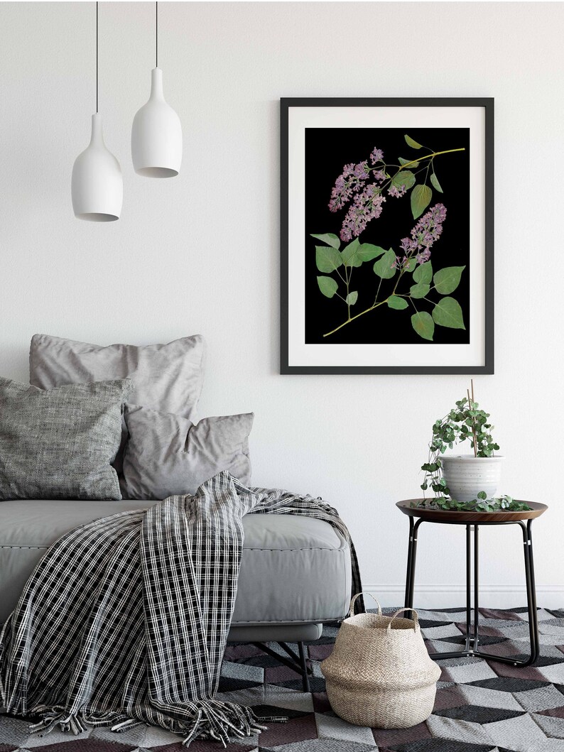 May include: A framed botanical print of a lilac flower branch with purple blossoms and green leaves against a black background. The print is hanging on a white wall above a gray sofa with a black and white throw blanket.