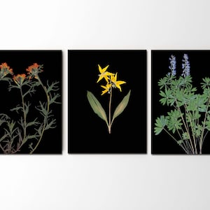 Montana Wildflowers Prints - Set of 3 Botanical Prints - Pressed Flowers Art on Black Background - Nature Wall Art - Glacier National Park