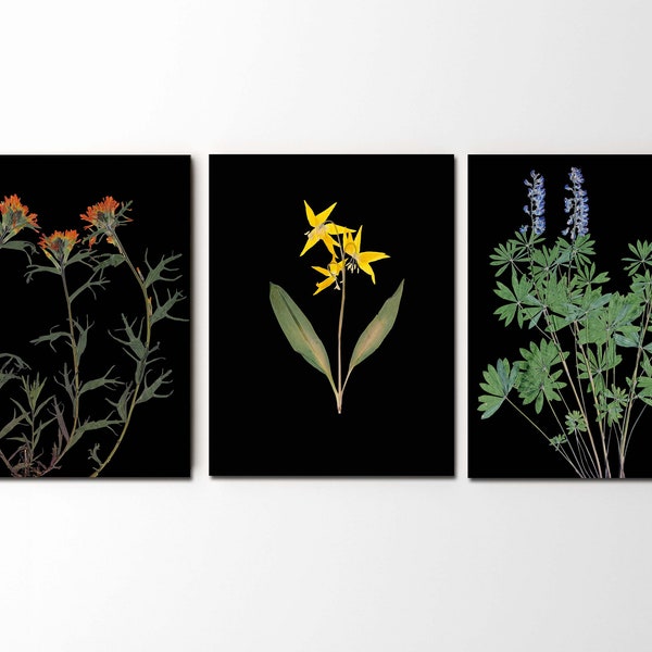 Montana Wildflowers Prints - Set of 3 Botanical Prints - Pressed Flowers Art on Black Background - Nature Wall Art - Glacier National Park