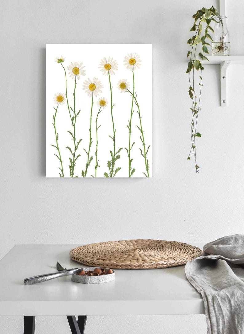 Pressed Daisy Botanical Print Dried Flower Art White Daisies Daisy Wall Art Unframed Giclee Print Summer Wall Art image 6