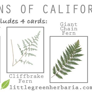 Ferns of California Gift Card Set Pressed Fern Greeting Cards Blank Inside California Nature Card Gift Set of Notecards CA Gift image 6