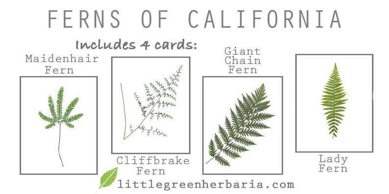 Ferns of California Gift Card Set Pressed Fern Greeting Cards Blank Inside California Nature Card Gift Set of Notecards CA Gift image 6