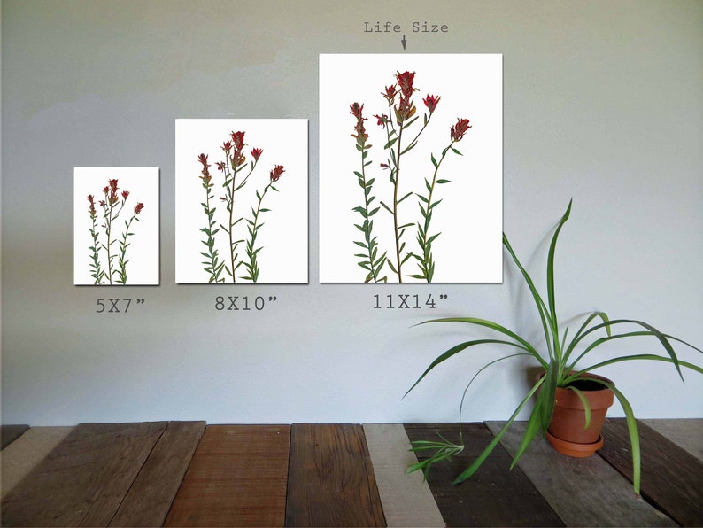 Red Indian Paintbrush Pressed Flowers Botanical Print Herbarium Plant Art of Castilleja miniata Botany Decor image 7