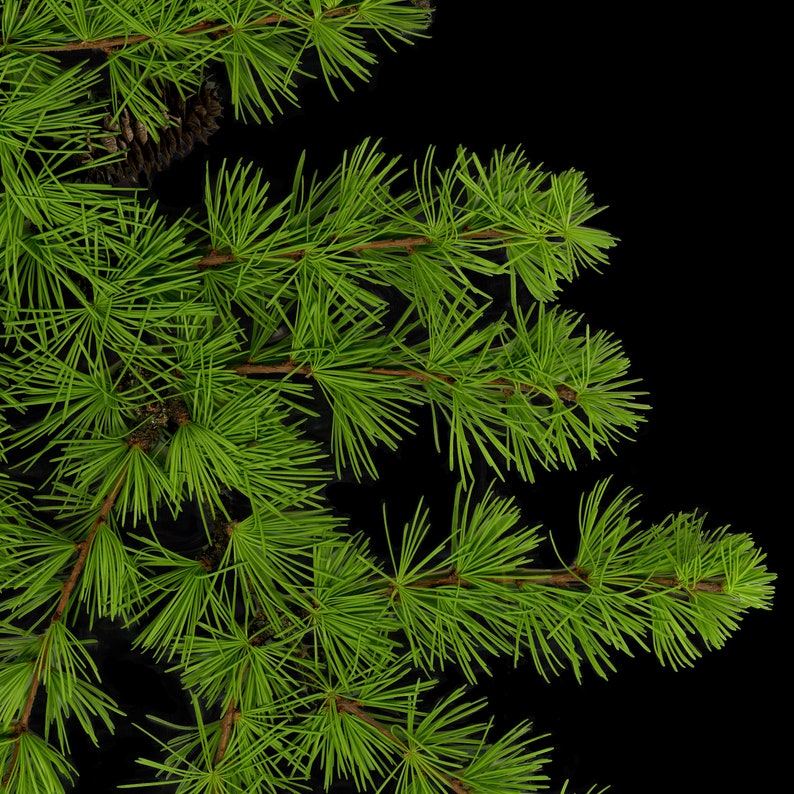 Larch Tree Branch Print with Black Background Tree Art Print Pine Tree Art Nature Decor Holiday Wall Art image 3