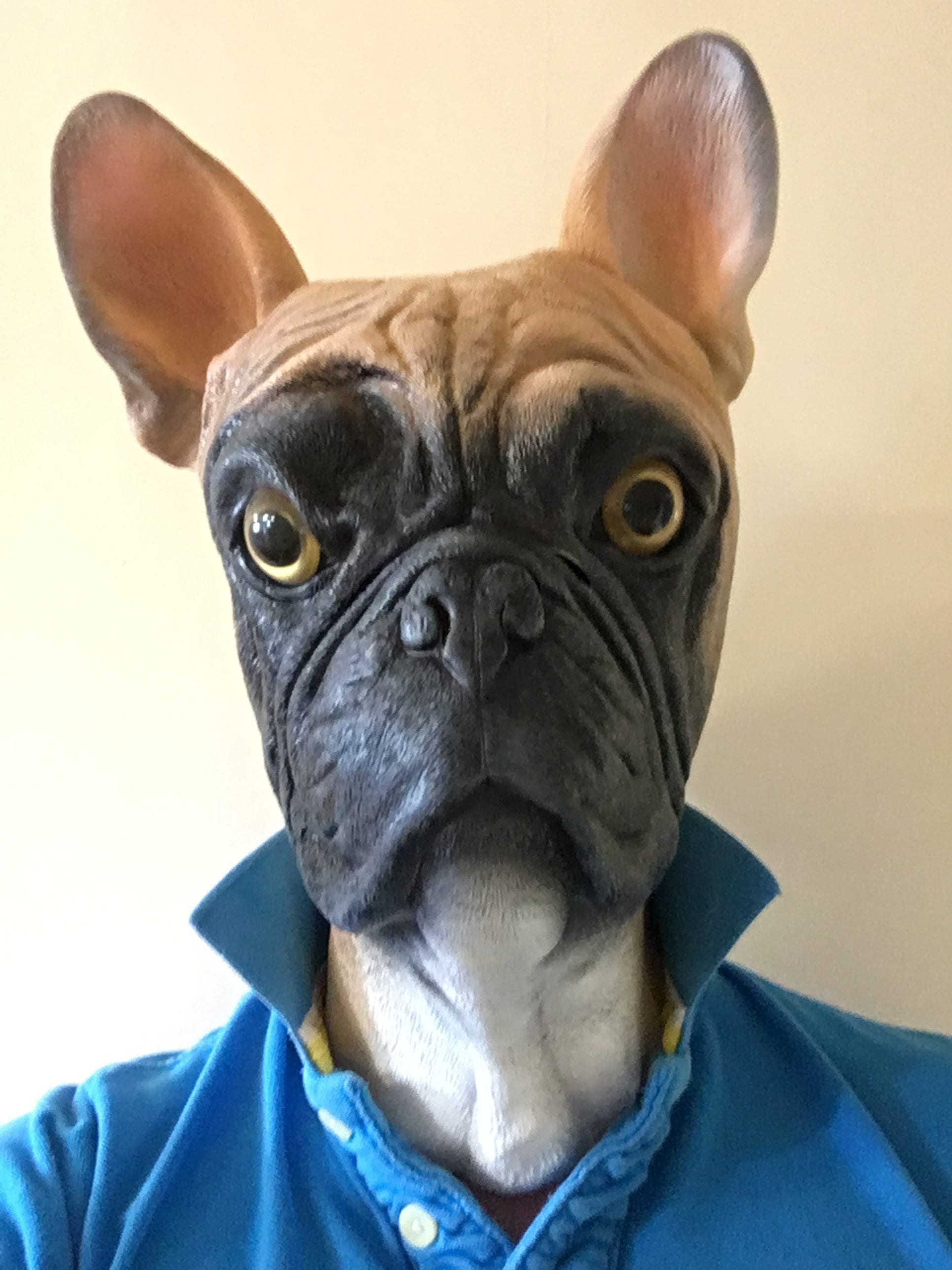 French Bulldog Dog Animal Latex Mask - Etsy UK