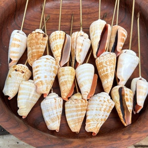 May include: A wooden bowl filled with 17 seashells on skewers. The shells are a mix of brown, white, and orange.