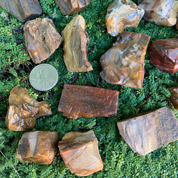 Petrified Wood Raw Stones (12 Inch A Grade 1220 Pieces Per Pound